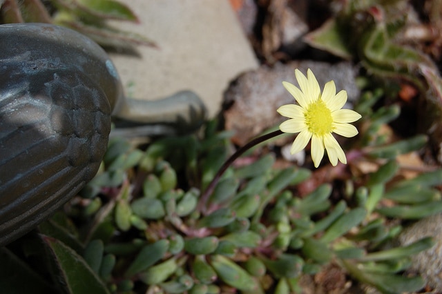 Othonna capensis