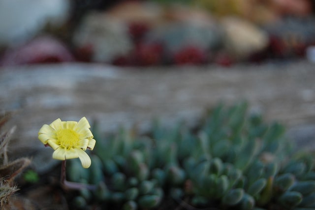 Othonna capensis