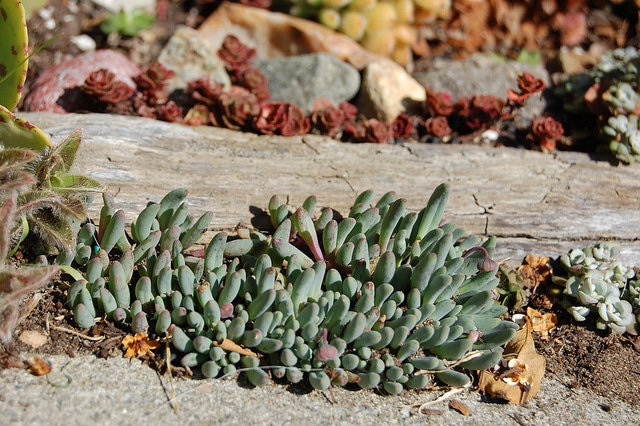 Othonna capensis