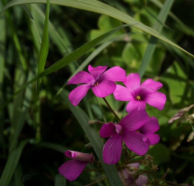 Oxalyde du chili (Oxalis adenophylla)