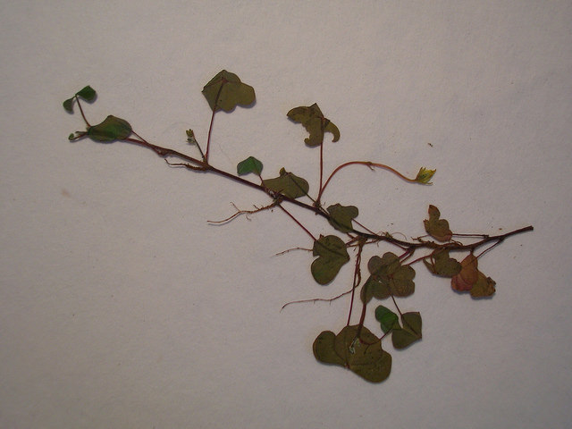 Oxalide corniculée (Oxalis corniculata)