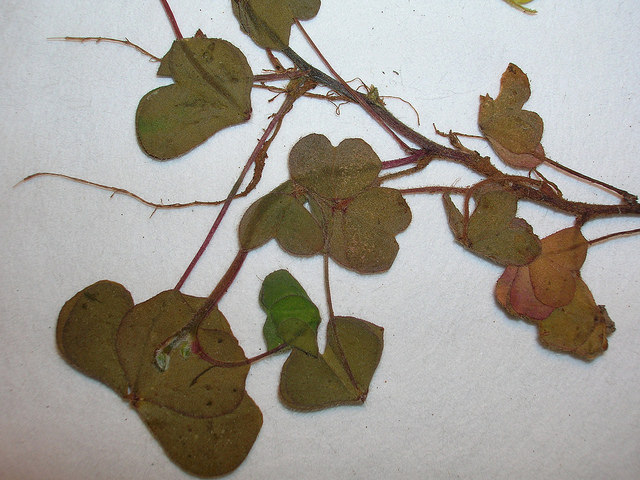 Oxalide corniculée