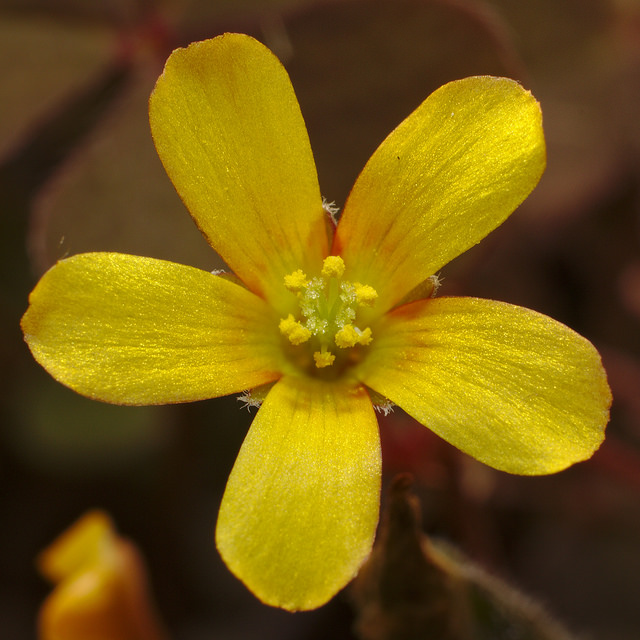 Oxalide corniculée
