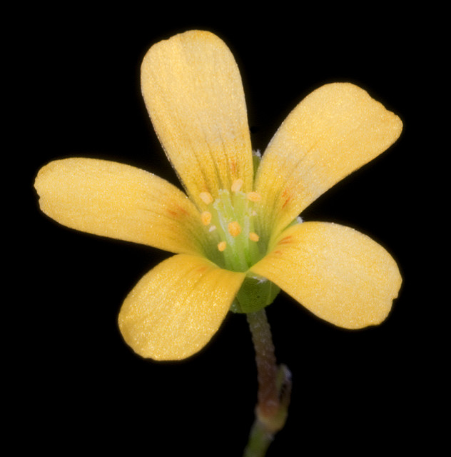 Oxalide corniculée