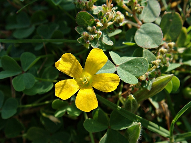Oxalide de dillenius (Oxalis dillenii)