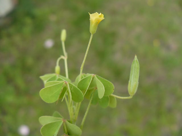 Oxalide de dillenius