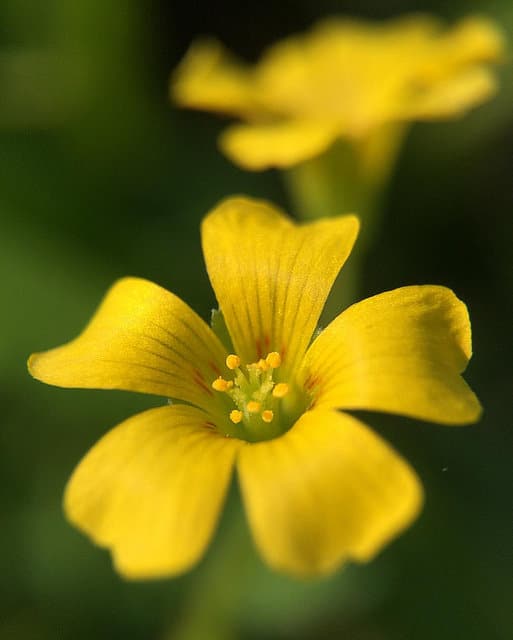 Oxalide de dillenius