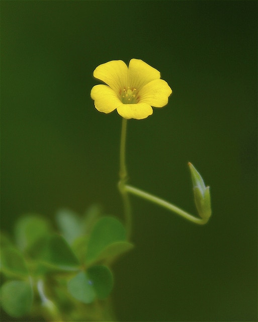 Oxalide de dillenius