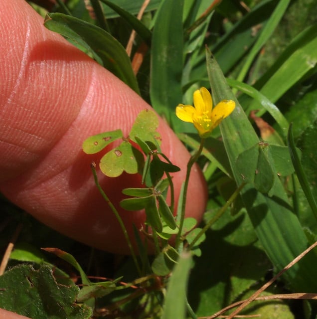 Oxalide de dillenius