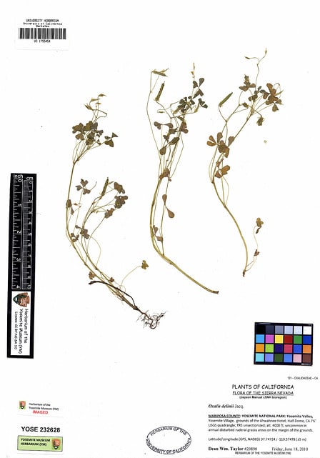 Oxalide de dillenius