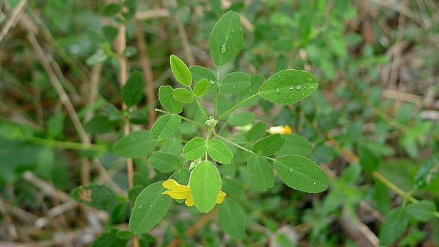 Oxalis frutescens