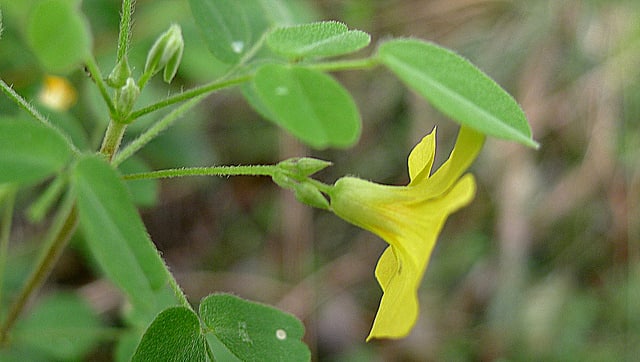 Oxalis frutescens