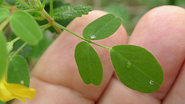 Oxalis frutescens