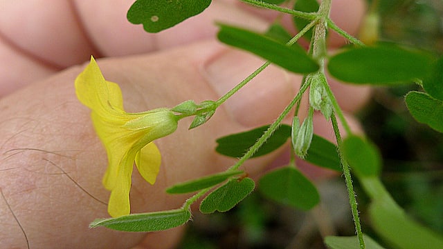 Oxalis frutescens