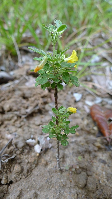 Oxalis frutescens