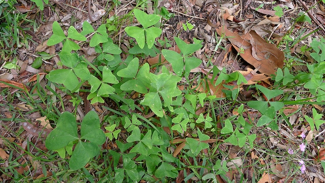 Oxalide à larges feuilles (Oxalis latifolia)