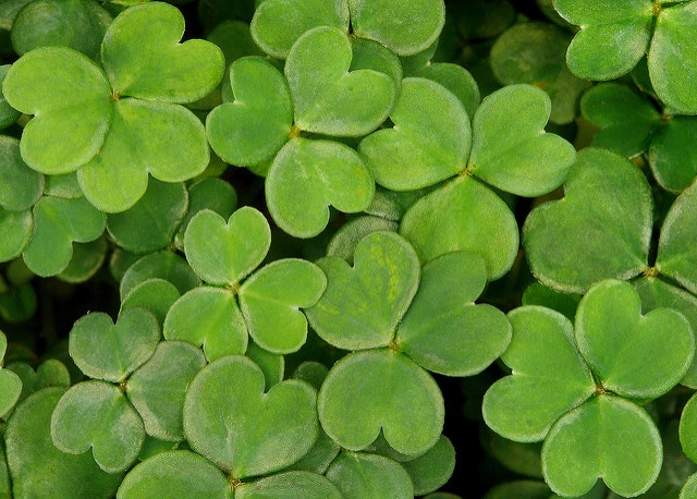 Oxalis magellanica
