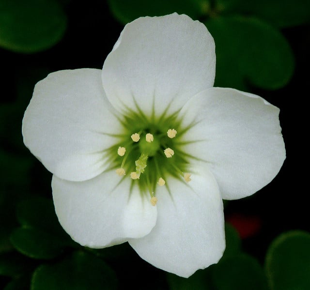 Oxalis magellanica (Oxalis magellanica)