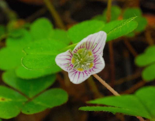 Oxalide de montagne