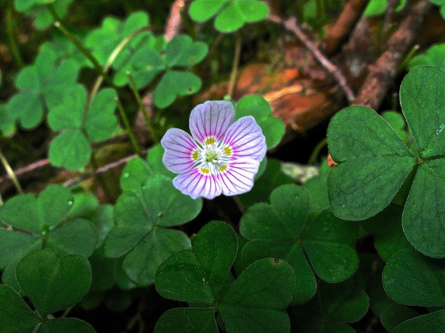 Oxalide de montagne (Oxalis montana)
