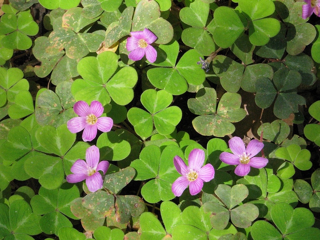 Oxalis oregana