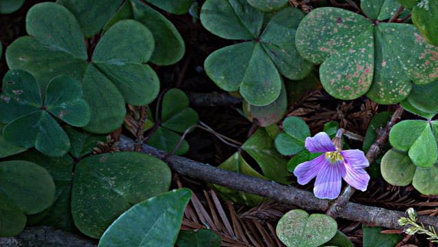 Oxalis oregana
