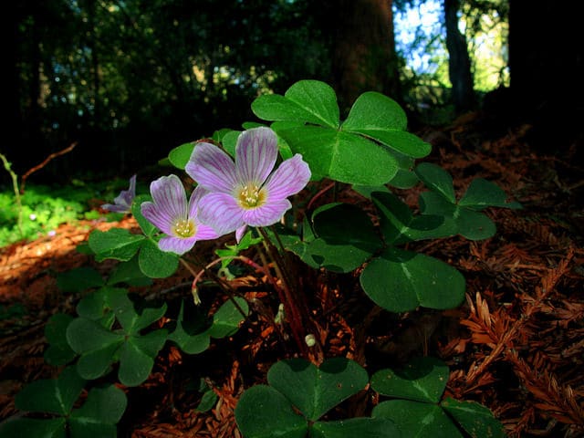 Oxalis oregana
