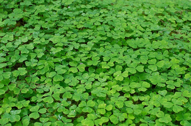 Oxalis oregana