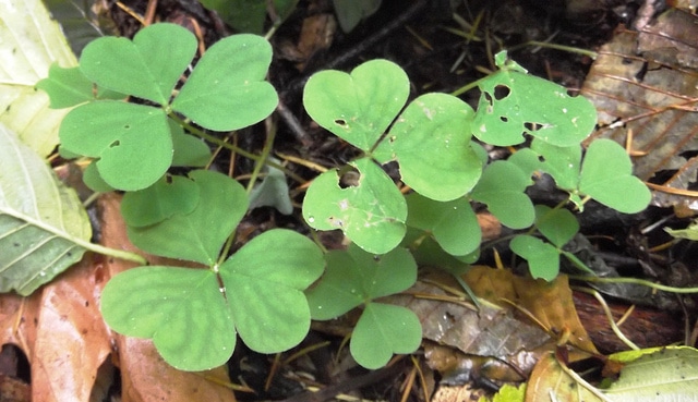 Oxalis oregana (Oxalis oregana)