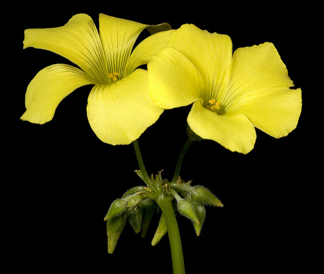 Oxalide des bermudes