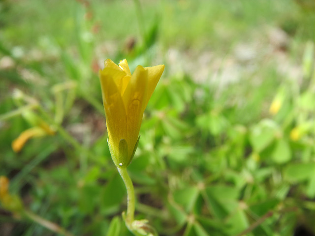 Oxalis stricta