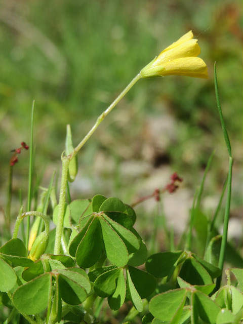 Oxalis stricta