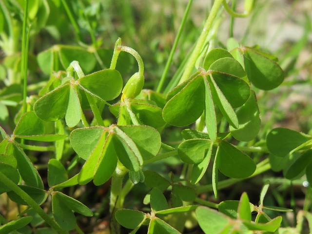 Oxalis stricta