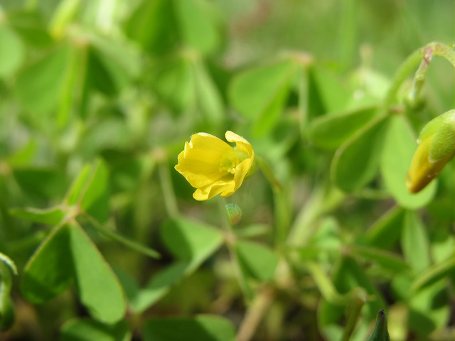 Oxalis stricta