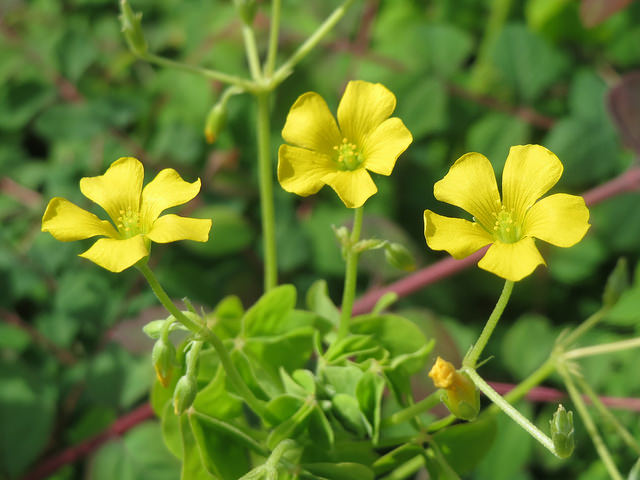Oxalis stricta