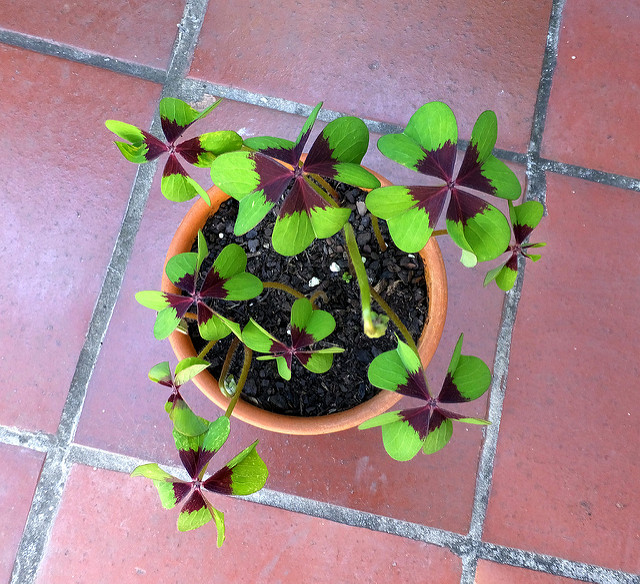 Oxalide à quatre folioles (Oxalis tetraphylla)