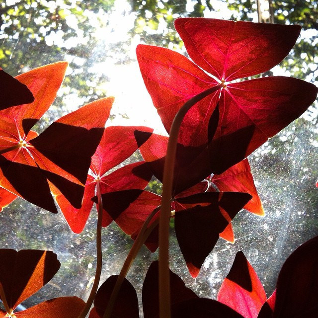 Oxalis triangulaire