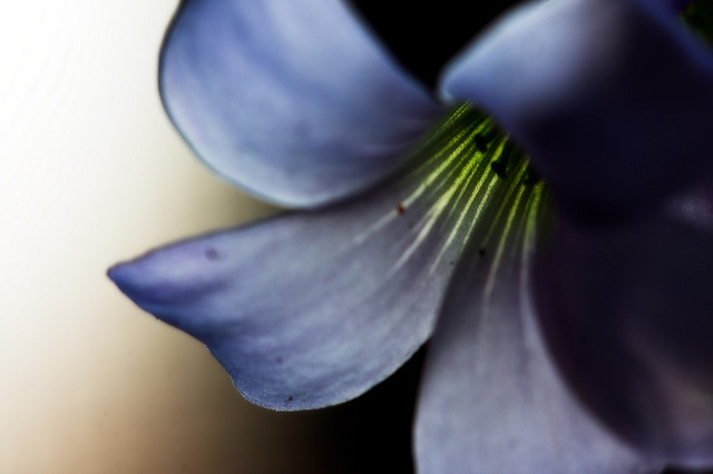 Oxalis triangulaire