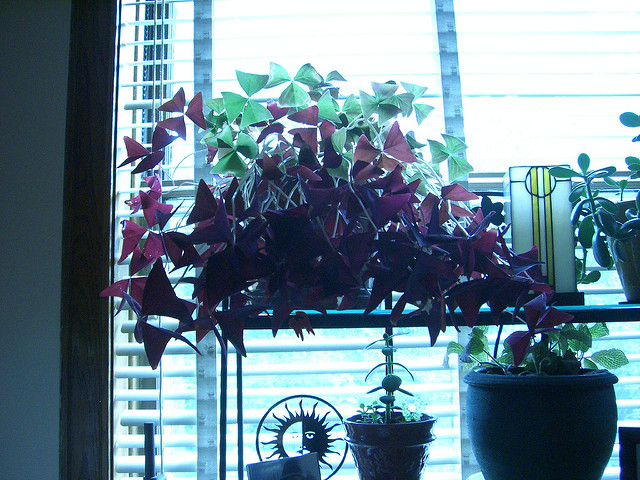 Oxalis triangulaire
