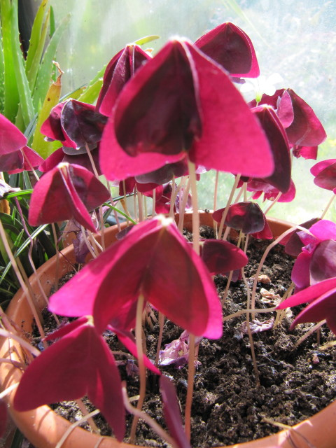 Oxalis triangulaire
