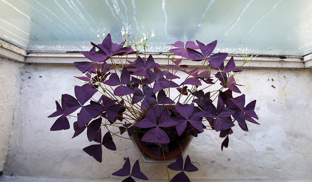 Oxalis triangulaire