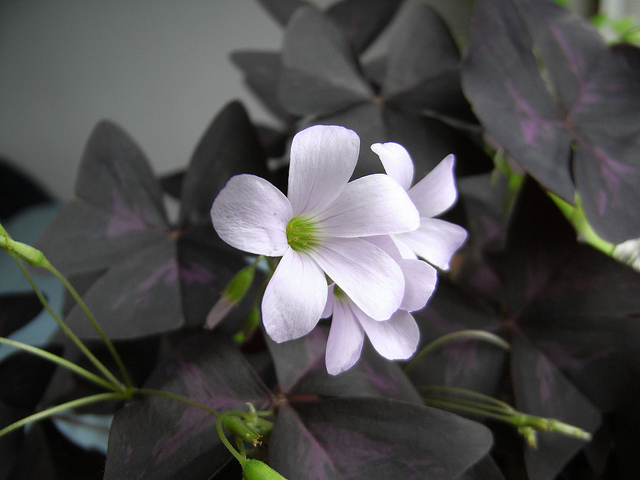 Oxalis triangulaire (Oxalis triangularis)