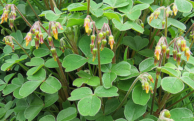 Oca du pérou (Oxalis tuberosa)