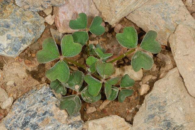 Oca du pérou
