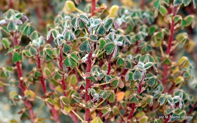 Oca du pérou