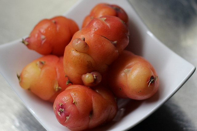 Oca du pérou