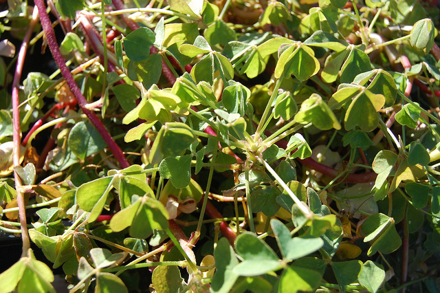 Oca du pérou