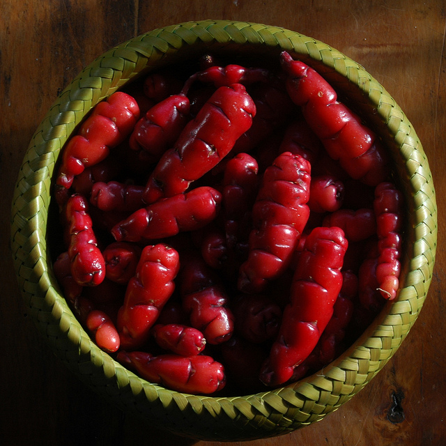 Oca du pérou
