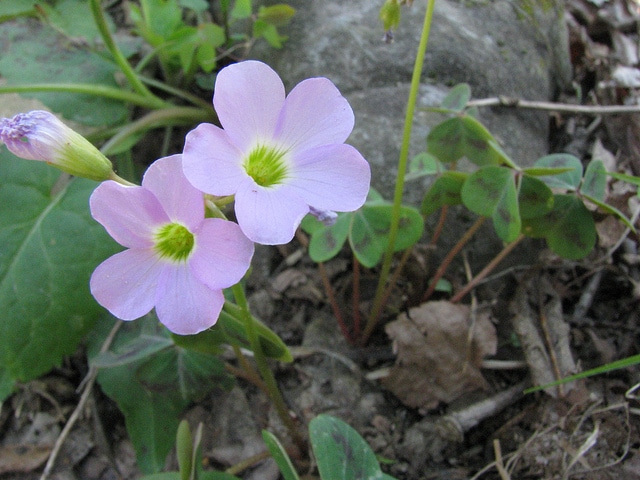 Oxalis violacea