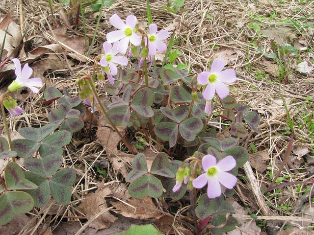 Oxalis violacea